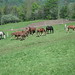 Pferde im Jura