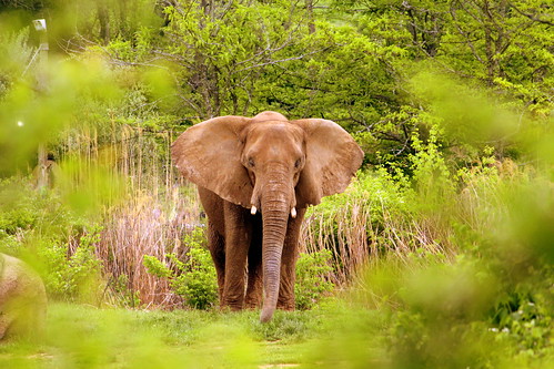 African Elephant - Nashville Zoo