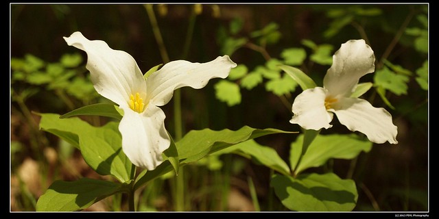 White-flowered trillium (Trillium grandiflorum)