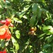 Pomegranate flowers and fruit