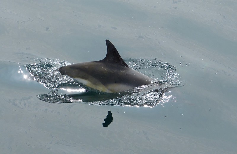 P1050514 - Common Dolphin, Isle of Mull