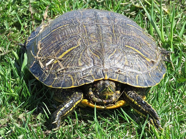 Turtle at Salem Ranch in Livingston County, IL 01