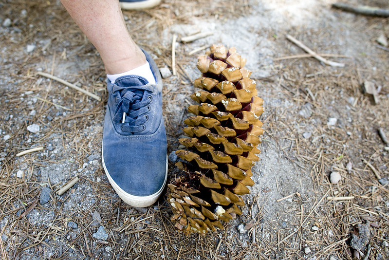 Sequoia pine cone