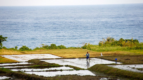 位於豐濱石梯坪的水梯田，兩年來在當地復耕團隊努力下恢復海浪拍打稻浪的獨特景色，也為地方產業奠基。（圖片來源：林務局）