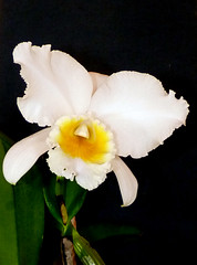 orchid hybrids i've bloomed 3 (full)