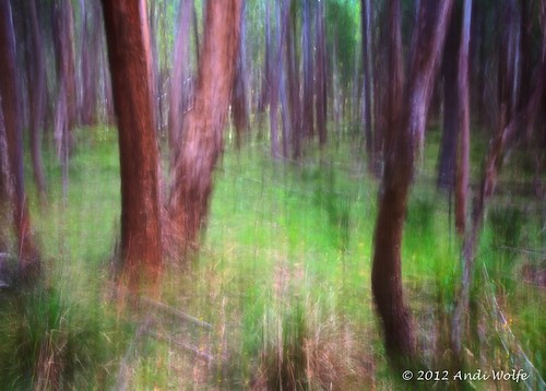 Eucalyptus Grove by andiwolfe (Jet-lagged)