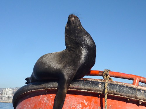 Sea lion in Valparaíso