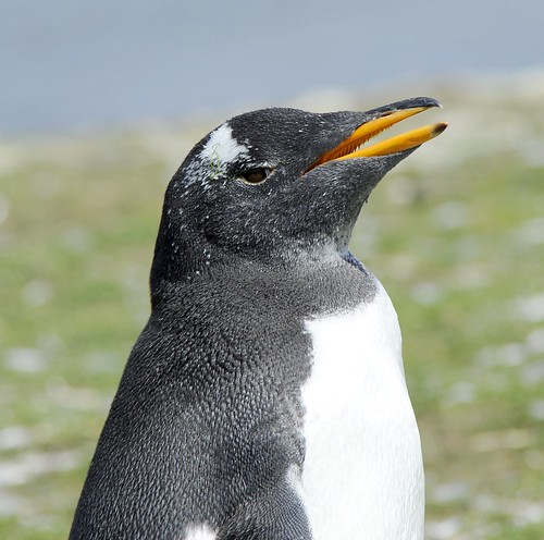 Gentoo Penguin by RV Bob