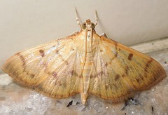 Crambid moth (Spilomelinae)