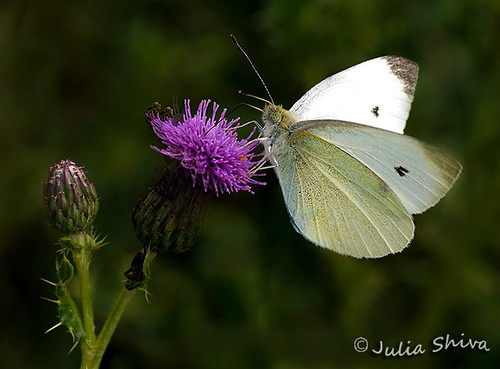 DSC07161 Butterfly by julia shiva