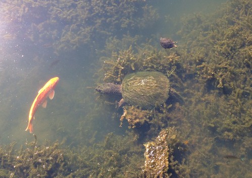 Carp and Snapping Turtle with Mossy Shell