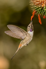 Hummingbirds / Picaflores (Apodiformes)
