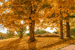 10-15-16 Fall Foliage Upload