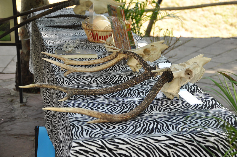 Черепа с рогами в зоопарке Кхао Кхео