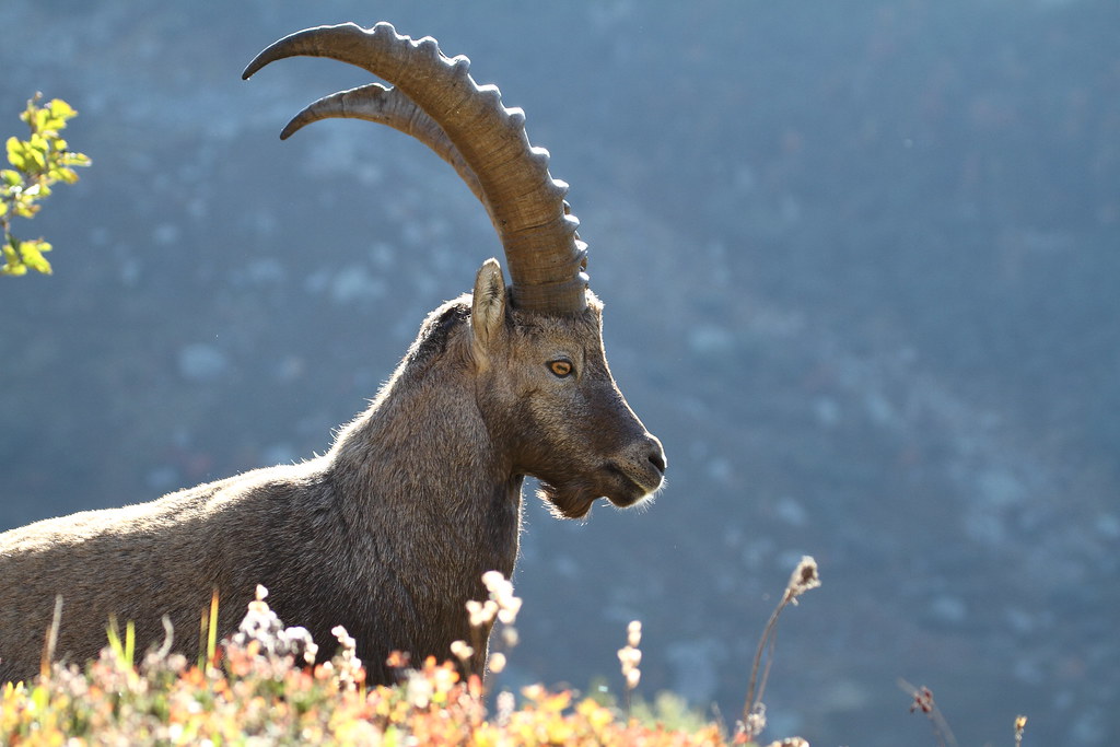 Альпийский горный козел, козерог или ибекс (лат. Capra ibex)