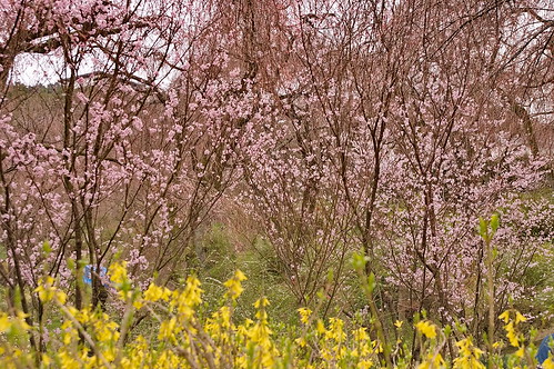 【写真】桜 : 原谷苑