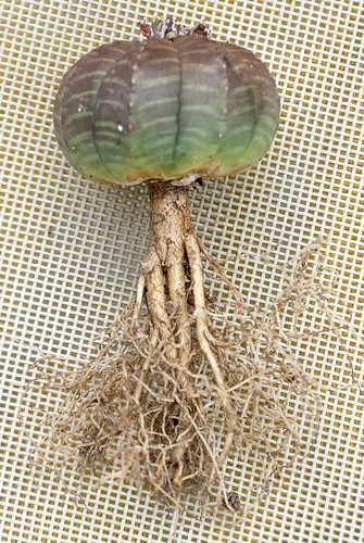 SMD Euphorbia obesa 6025 by smd_garden