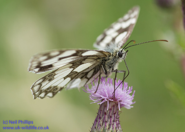marbled white butterfly-7