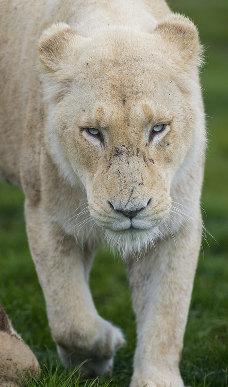 Walking angry lioness II