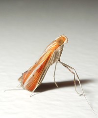 Crambid moth (Euclasta vitralis)