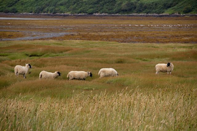 Follow the Leader - Isle of Skye