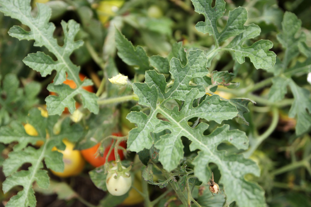 Healthy organic tomato plants