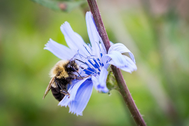 Bee, Bumble Bee, Macro, Close Up, Chicory, Flower