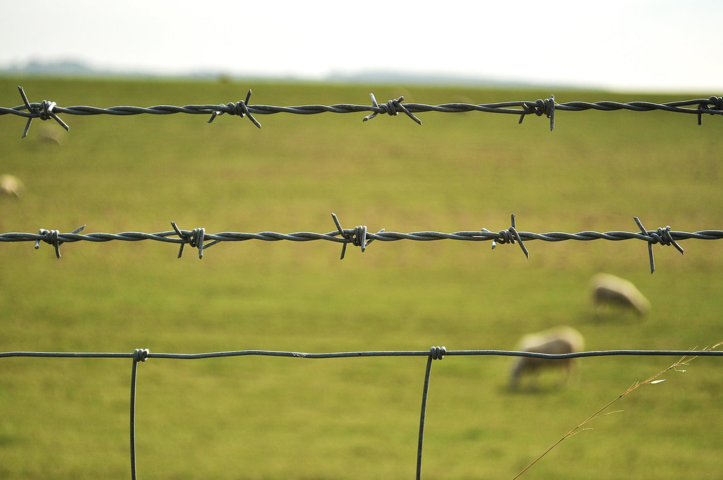 Sheep in a field through a fence