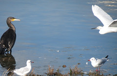 Birds at Widewater