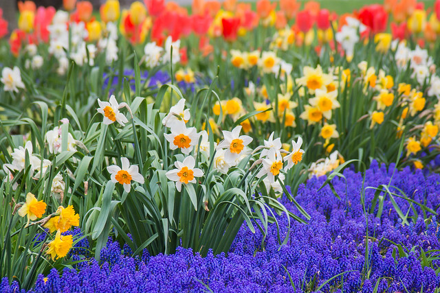 Flowers, Daffodils, Tulips, Spring, Colorful Flowers