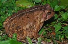 Frogs and Toads 2013
