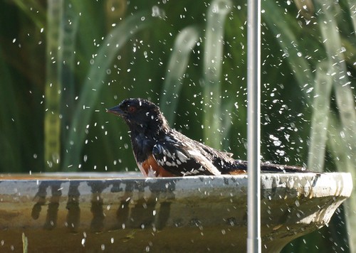 Spotted Towhee taking a bath by Mike's Birds