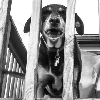 Teutul jail... #rescue #houndmix #adoptdontshop #coonhoundmix