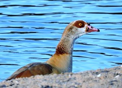 Egyptian geese 