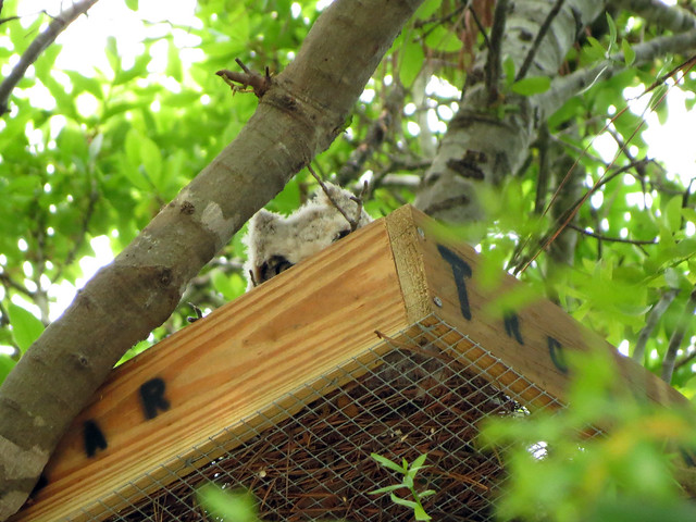 Great Horned Owlet in fancy nest platform