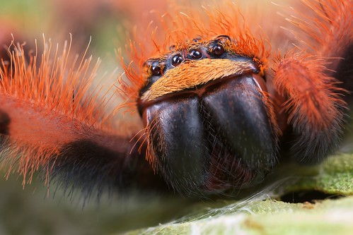 Orange huntsman (sparassidae)