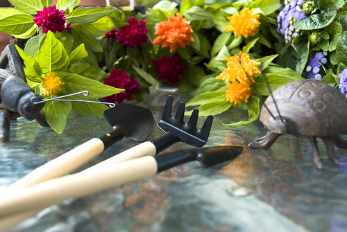 Close-up of plants and gardening tools.