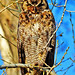 Horned Owl  A2