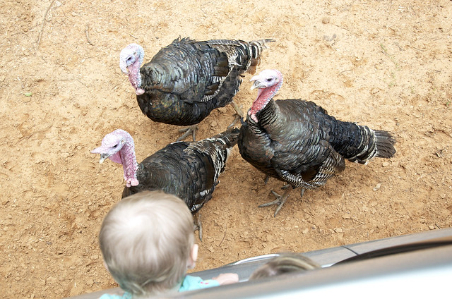 lily and turkeys
