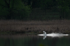 Swan Landing-41636.jpg by Mully410 * Images