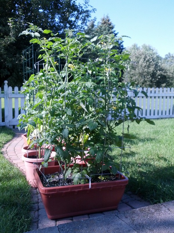 tomato plant.