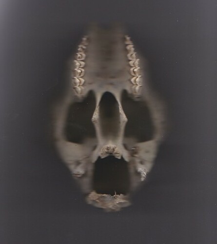 skull photocopied