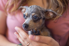 Coco, a blue merle Chihuahua