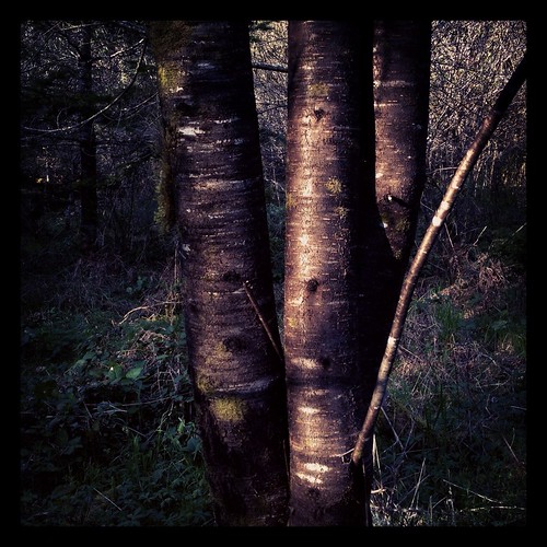 woodswalk by Nature Morte