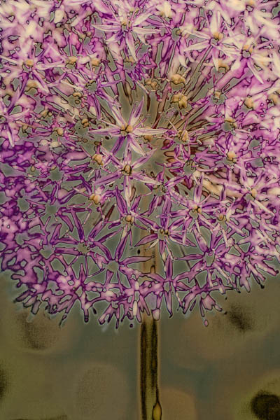 Allium - In Glorious Detail