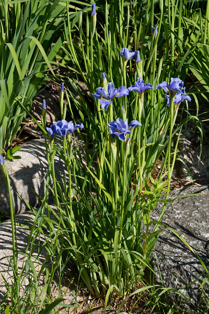Siberi võhumõõk / Iris sibirica / Siberian iris