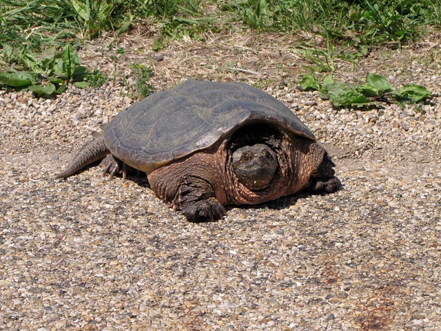 Snapping Turtle at El Paso Sewage Treatment Ponds 01