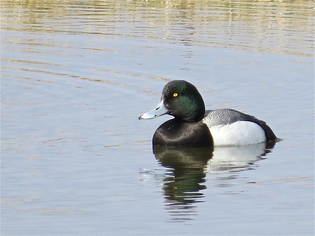 Greater Scaup near Lake Bloomington in McLean County, IL