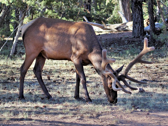Elk 3-20130618