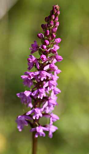 Gymnadenia conopsea - Chalk Fragrant-orchid